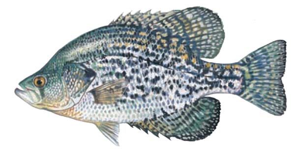 Crappie