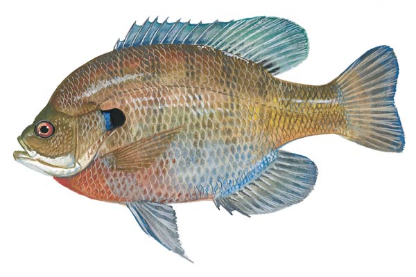 Bluegill