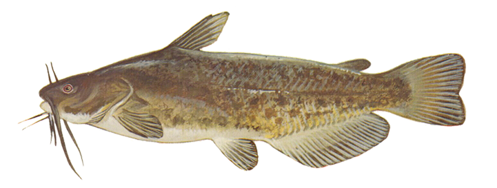 Bullhead