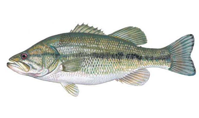 Largemouth Bass